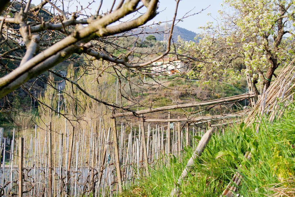 Family House Lejlighed Levanto Værelse billede